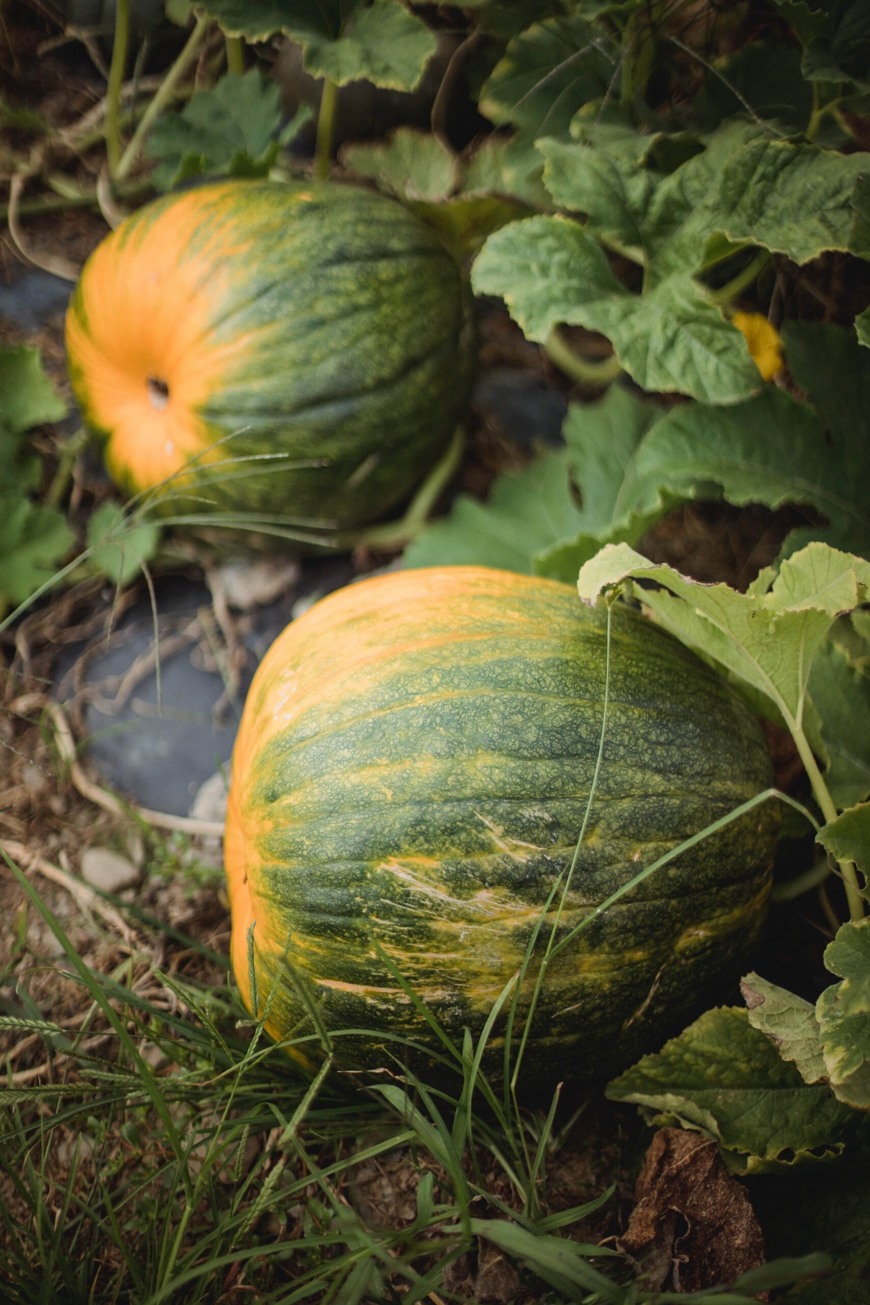 pumpkin-