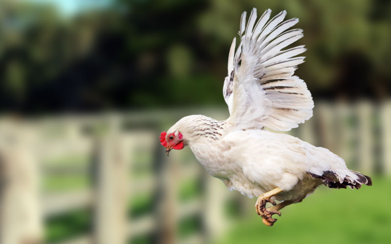 chickens-fly-with-clipped-wings