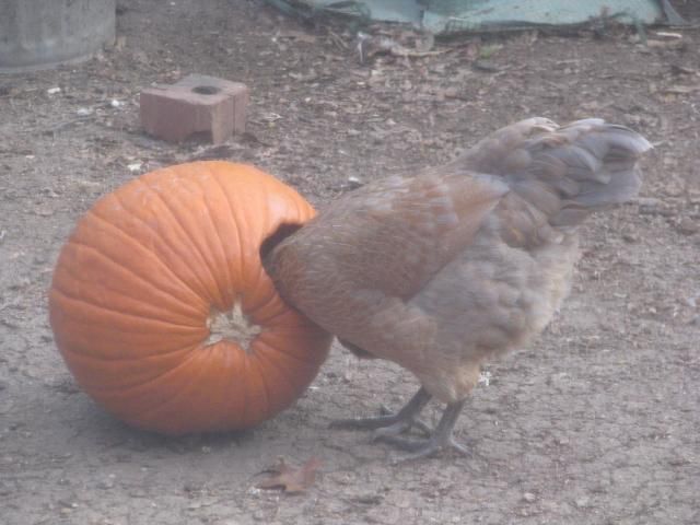 chicken with pumpkin