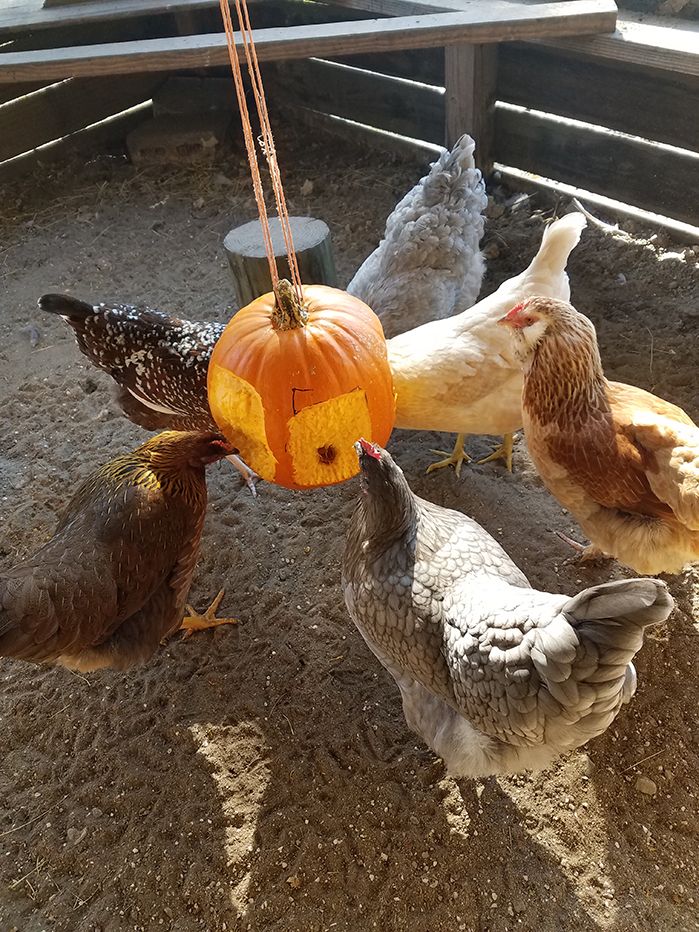 chickens like pumpkins
