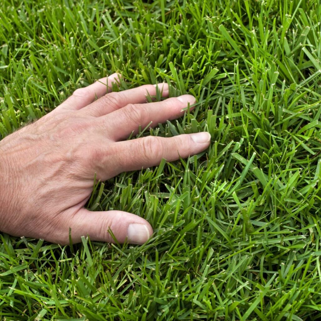 closeup-of-mans-hand-in-thick-healthy-green grass