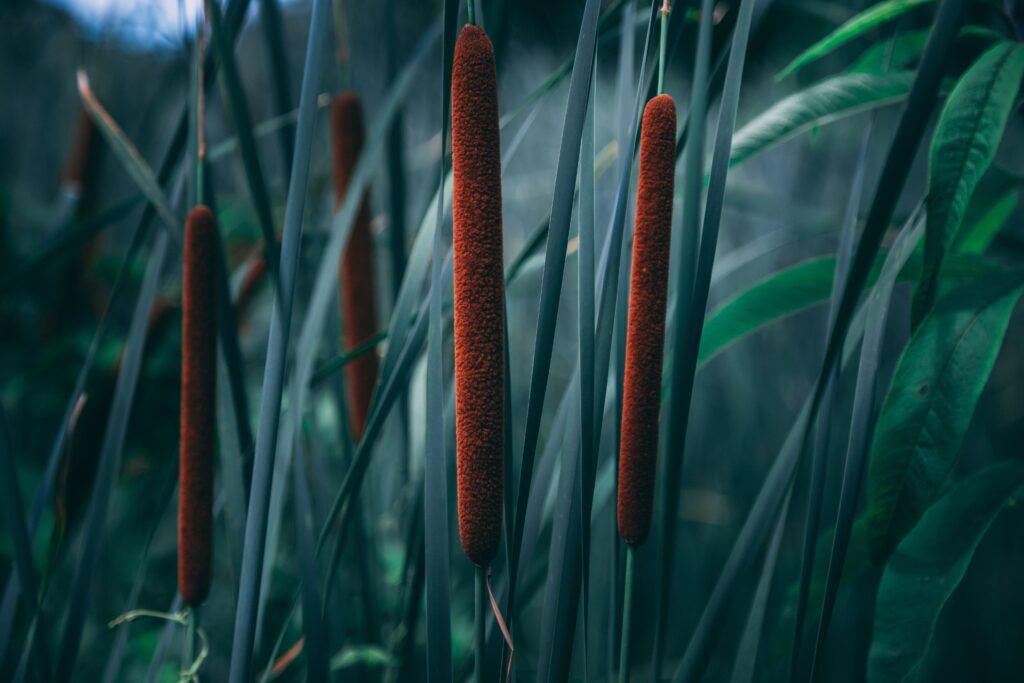 planting of cattails