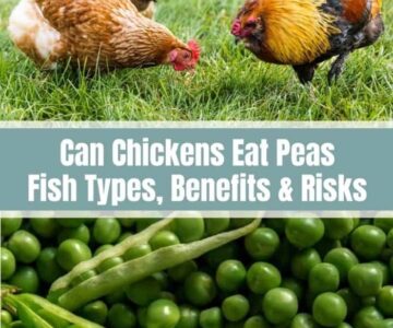 Can Chickens Eat Peas and Green Beans