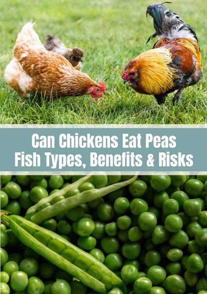 Can Chickens Eat Peas and Green Beans