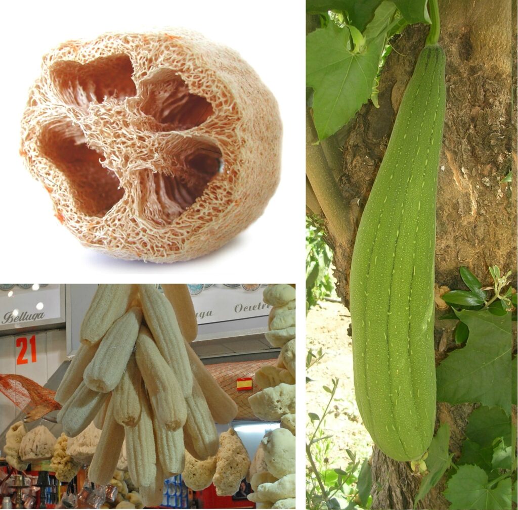 Harvesting luffa for cooking