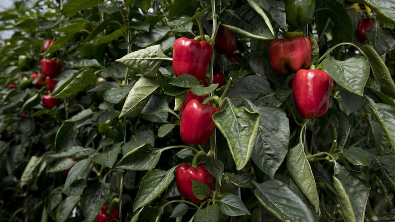 Paprika benefits for plant growth