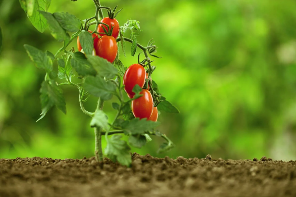 Tomato seedling tips